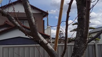 アーコレード
