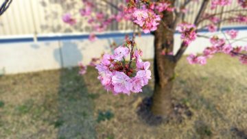横浜緋桜