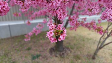 横浜緋桜