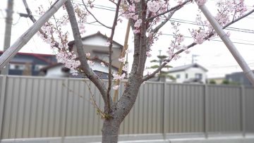 アーコレード